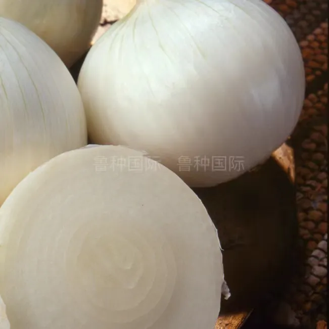 鲁种长日照白皮洋葱种子卡斯普进口种子质优高产种植高收获小包装