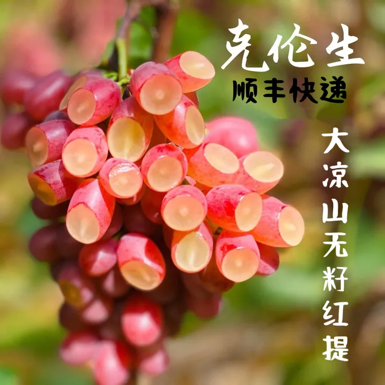 【顺丰快递】四川大凉山高原无籽红美人克伦生葡萄纯甜无籽无核