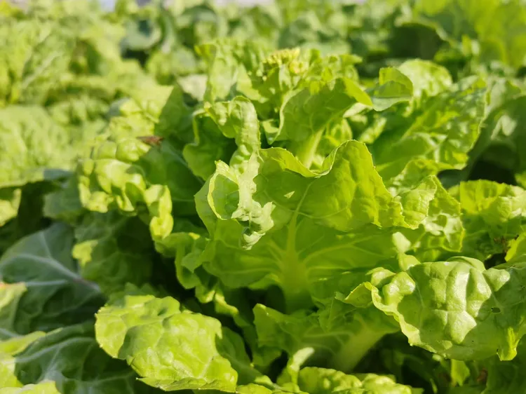 竹山农家白菜苔   5斤包邮（新疆内蒙西藏不发货）