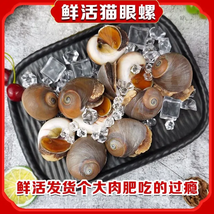 连云港新鲜海捕猫眼螺鲜活发货（无沙送水产调料）
