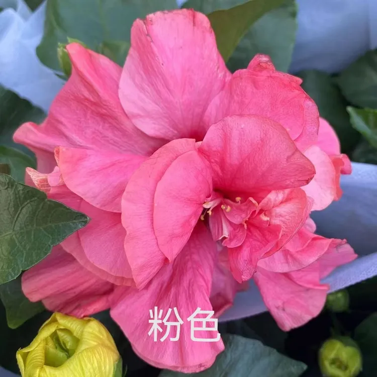 丹麦木槿（单色重瓣）带花苞室内阳台四季开花花卉盆栽