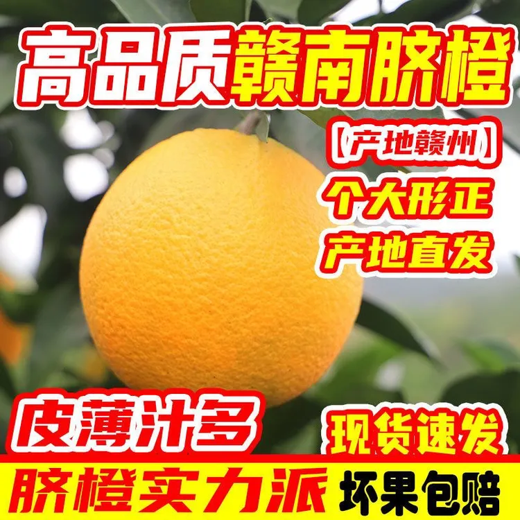 正宗江西赣南脐橙当季赣南甜脐橙赣州脐橙江西甜橙子包邮产地直发