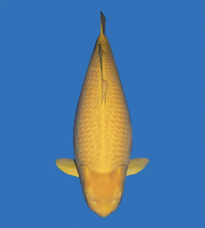 小西介子鱼精品包活包邮