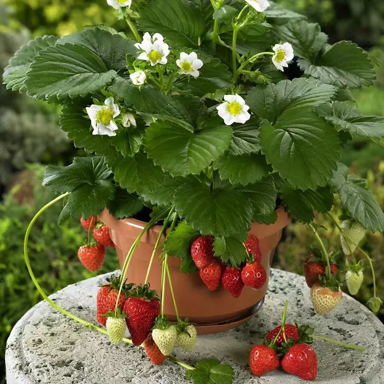 奶油草莓盆栽带盆带土四季阳台种植一线基地直发