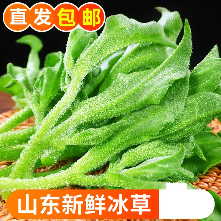 顺丰山东新鲜冰草冰菜鲜嫩火锅蔬菜即食生吃沙拉菜凉拌1/5斤包邮