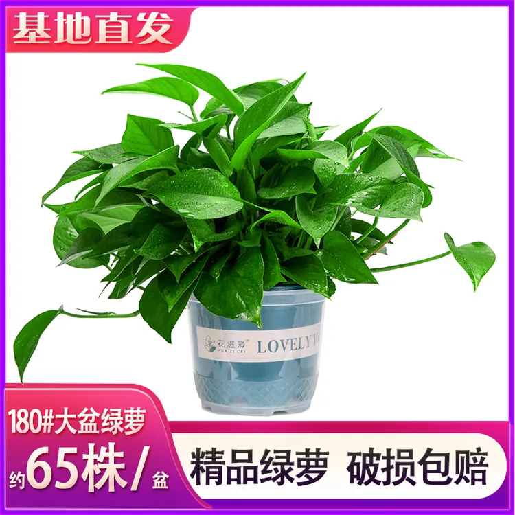 【新粉福利】180#大盆绿萝除甲醛净化空气室内美化好养绿植盆栽室内