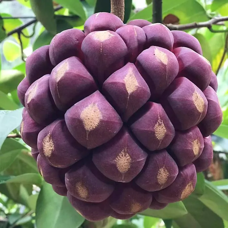 黑老虎新鲜水果布福娜稀有罕见的水果怪异恶魔果实饭团野生血藤果