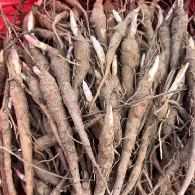 中药材赤芍苗白芍苗芍药苗芽花观赏挑战药用园林基地现挖保证质量