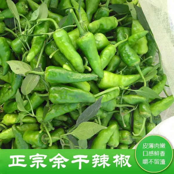 江西特产正宗余干辣椒枫树辣椒新鲜辣椒3斤4/5斤包邮薄皮椒青辣椒