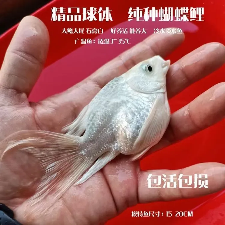 蝴蝶鲤台湾纯种短身球形长尾鱼苗小鱼活鱼冷水鱼观赏鱼锦鲤大尾巴