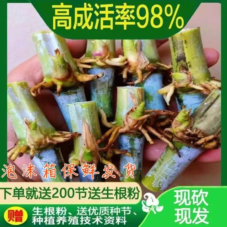 甜象草3号新型皇竹草甜象草巨菌草牧草种节种子牧草种节种子包邮