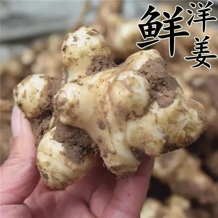 洋姜新鲜现挖不辣鬼子姜酱泡菜咸菜菊芋种子3斤5斤包邮