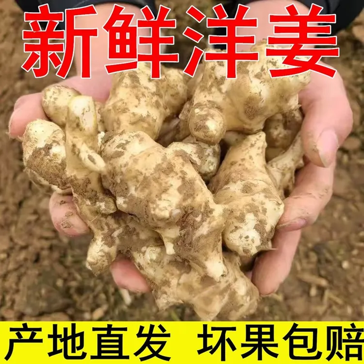 洋姜新鲜洋姜地姜菊芋鬼子姜不辣洋姜可腌制菜