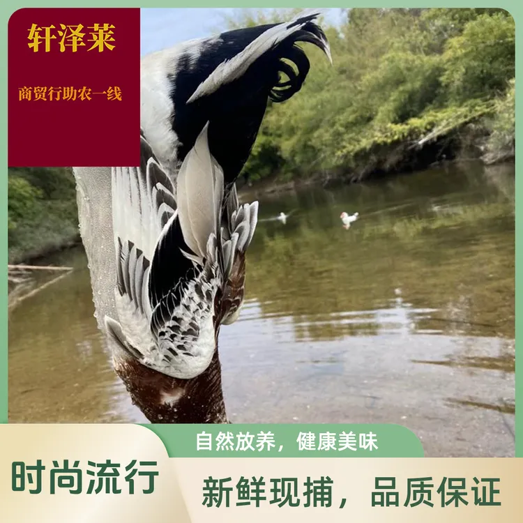 (轩泽莱）产地宿迁农家河水散养青年公鸭绿头鸭小土公鸭包邮到家
