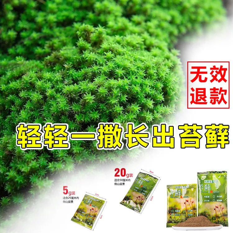 上水石吸水石盆景盆栽青苔培育种子苔藓粉微景观鲜活植物种籽铺面