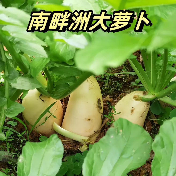 大萝卜种籽白萝卜孑南畔洲大萝卜农家水果白种子秋季蔬菜种植