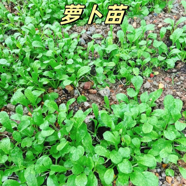 （拍2发3）萝卜菜种籽专吃萝卜苗种子盆栽小萝卜青菜籽种蔬菜种植