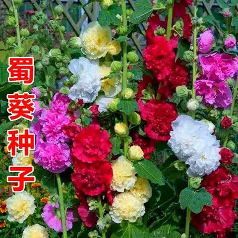 【拍1发3】蜀葵花种子单重瓣一丈红花籽室外庭院阳台四季易种花卉籽