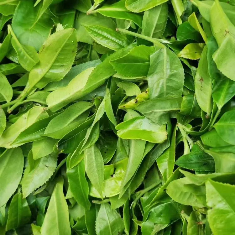 生茶生普乔木茶生态茶手工茶晒青茶