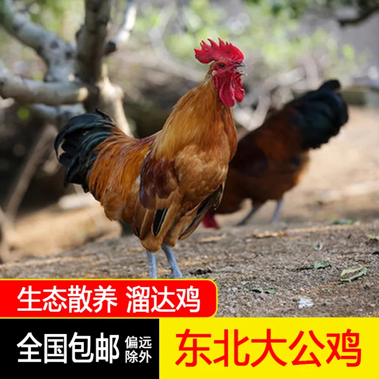 东北黑脚大公鸡溜达鸡农村散养冷冻发货赠蘑菇粉条【顺丰/京东】