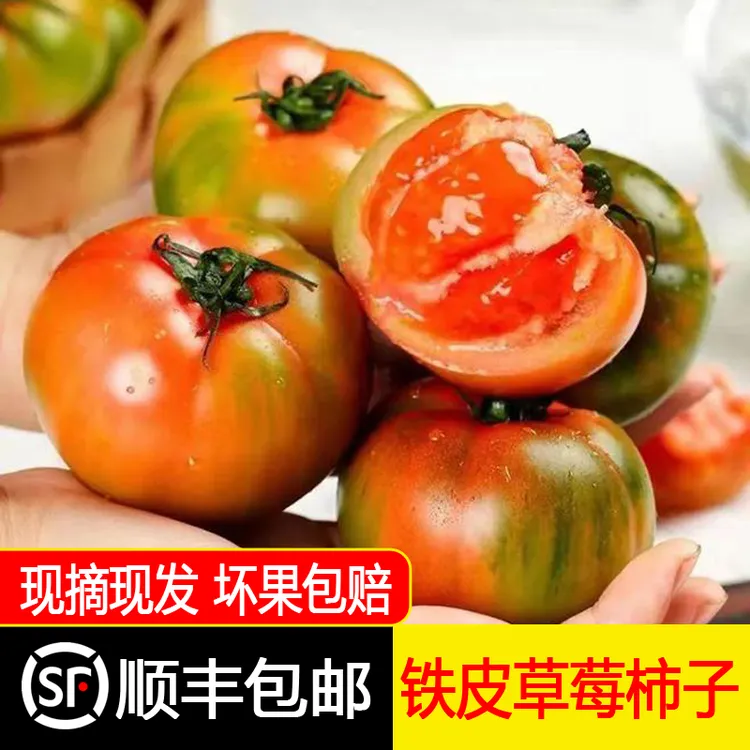 东北铁皮柿子 草莓柿子新鲜现摘酸甜水果绿腚番茄3/5顺丰包邮