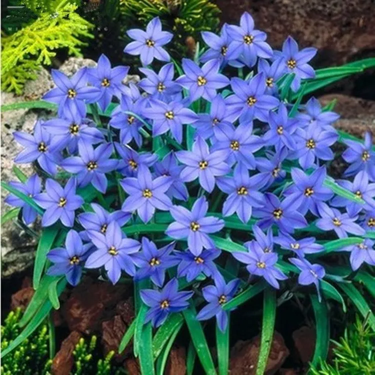 深蓝色花韭一盆包邮春节期间开花