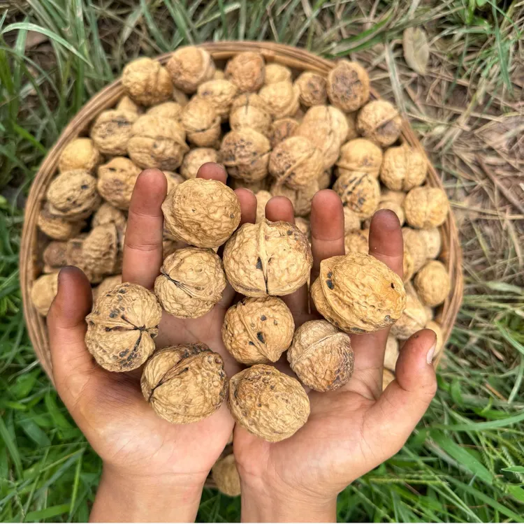 老树香脆薄皮核桃原味孕妇小孩坚果（送夹子）
