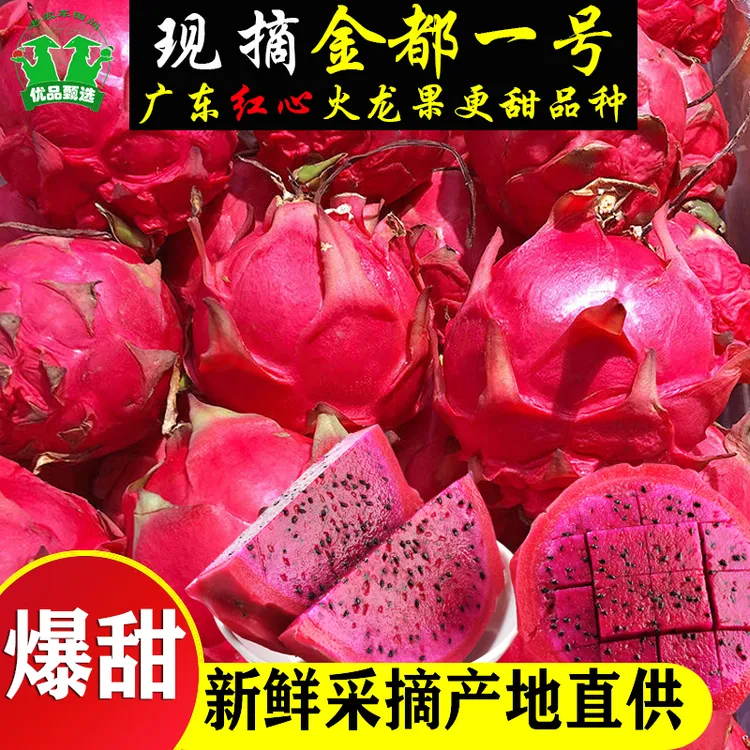 广东新鲜采摘红心火龙果现摘现发甜皮薄多汁当季水果孕妈妈可吃