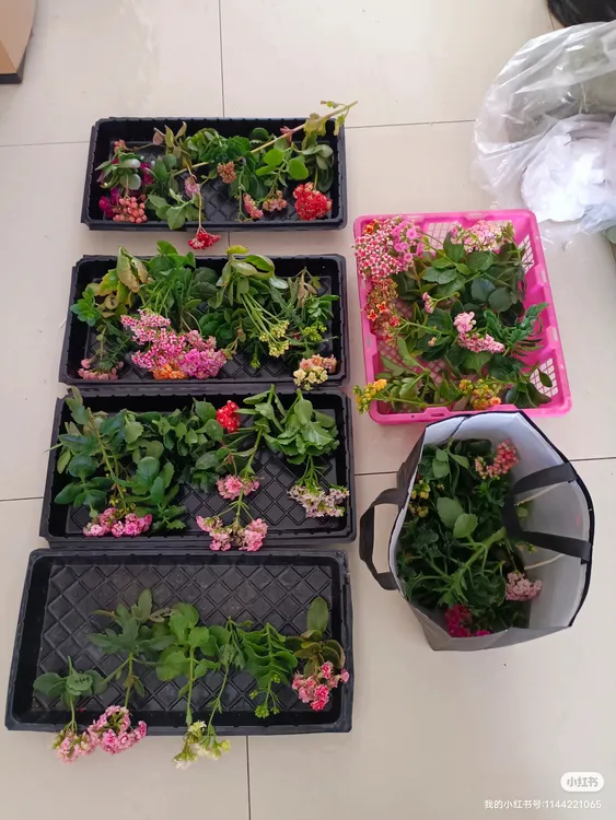 长寿花枝条+顶芽随机25
