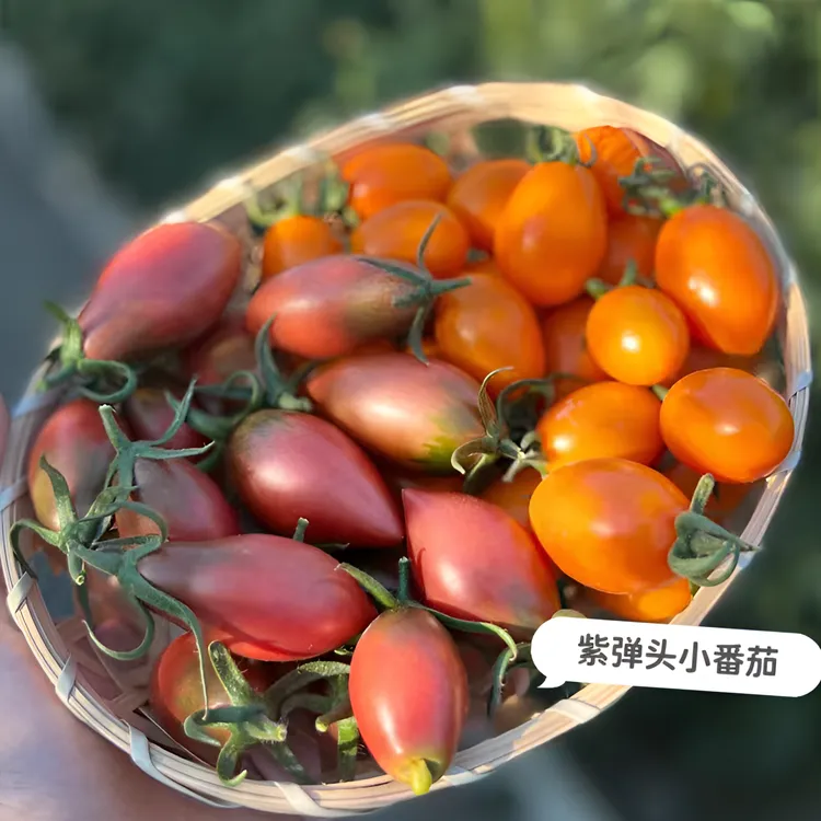 露天种植紫弹头小番茄新鲜采摘孕妇小孩新鲜应季水果清脆酸甜多汁