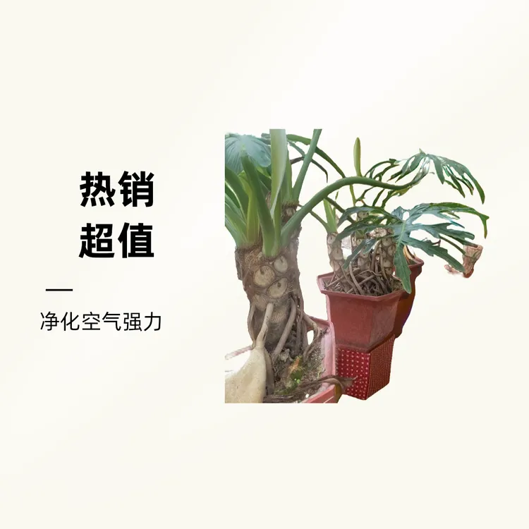龙鳞春羽，龙鳞小天使老桩双头三头，一物一拍