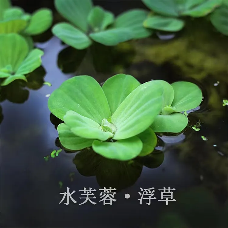 水芙蓉水葫芦水培水生水草植物净化水质水族庭院鱼塘造景微景观