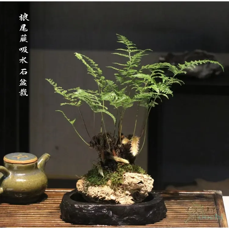 吸水石老桩狼尾蕨老桩盆栽办公室家居茶室绿植石蕨类植物假山盆景