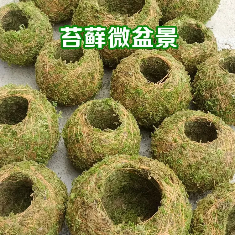 苔藓球创意花盆 石斛种植盆微景观青苔盆栽趣味家居装饰保湿花盆