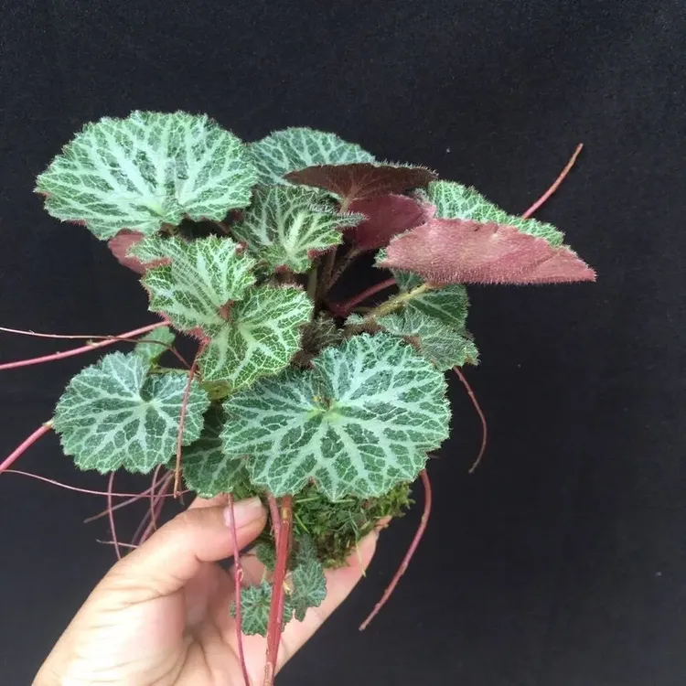 虎耳草吊金钱金丝荷叶盆栽绿植鲜四季开花观赏药用蝴蝶兰基地直供
