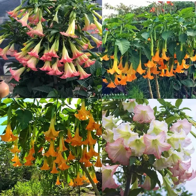多色木本曼陀罗花吊钟花树苗盆栽大喇叭耐寒耐热多年生四季开花
