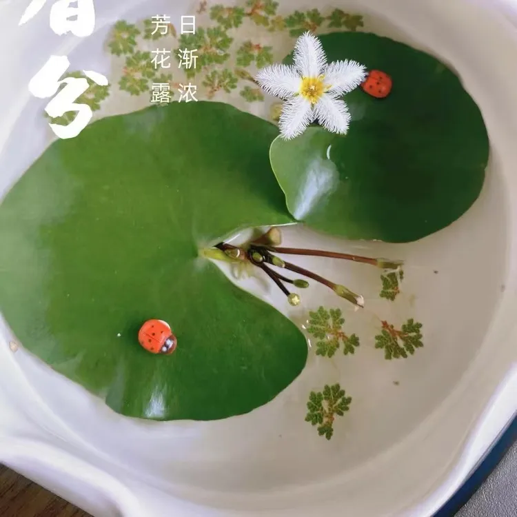 一叶莲水草水生需要植物需要鱼缸造景浮萍养龟真草净化水质造景