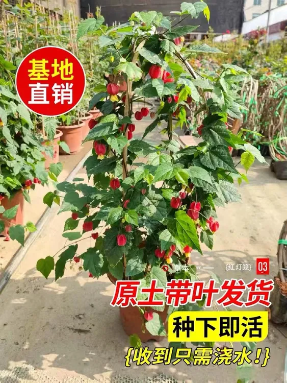 红灯笼花年宵带花苞四季开花爬藤植物盆栽花卉树苗蔓性风铃花吊钟