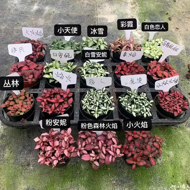 水陆缸绿植微景观配材网纹草迷你小盆栽室内雨林生态瓶造景小植物