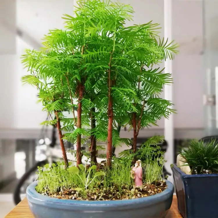 盆栽丛林水杉盆景素材四季栽培耐寒耐热不怕旱涝水杉苗水培美观