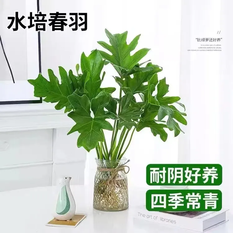 盆栽室内耐阴客厅花卉水培土培好养办公室绿萝春羽植物网红植物