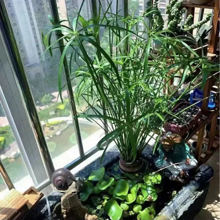 水生植物龟水竹盆栽绿植水棕竹鱼缸水池塘旱伞草风车草苗四季常青