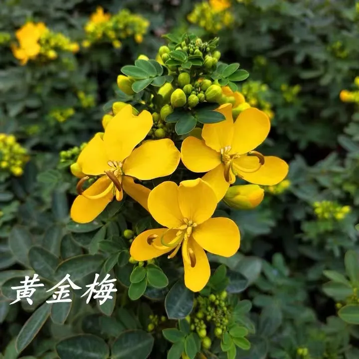 黄金梅盆栽花苗黄槐决明植物花苞满满耐寒耐冻庭院盆栽花期长好养