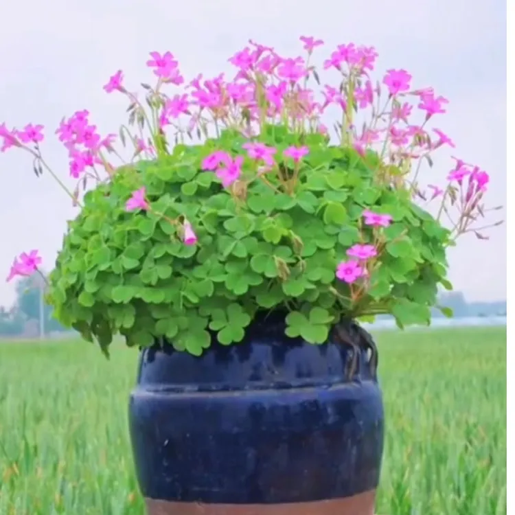 红花精选种球酢浆草三叶草幸运草庭院别墅花坛多年生四季开花苗