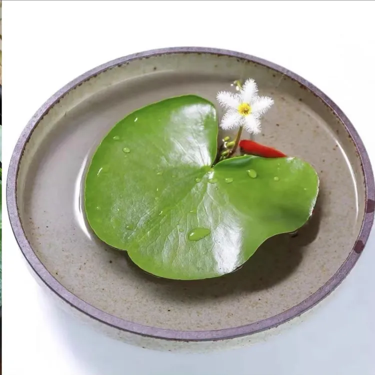 一叶莲水生花卉荷叶碗莲适合带花苞四季开花室内网红植物