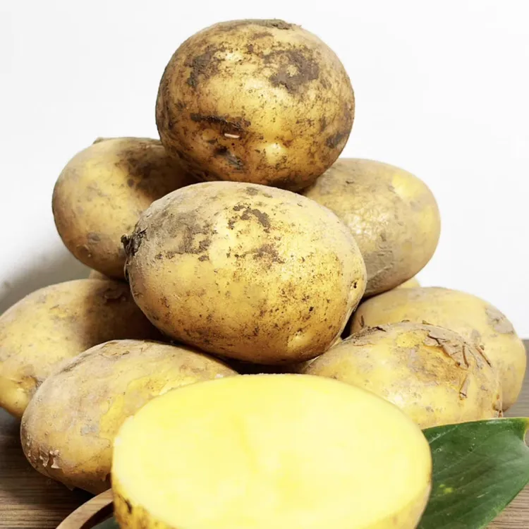 木兰围场土豆农家自产自销新土豆 黄心土豆2024新鲜土豆5斤装