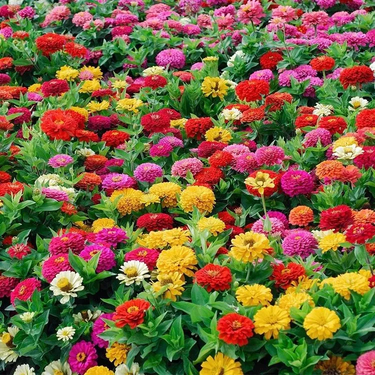 百日草花籽矮杆混色重瓣易活百日菊室外阳台盆栽百日草种子