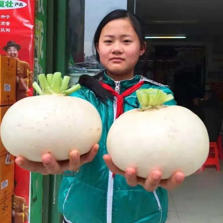 春不老圆白萝卜的种子甜脆四川一年四季秋季萝卜籽蔬菜种子浇水