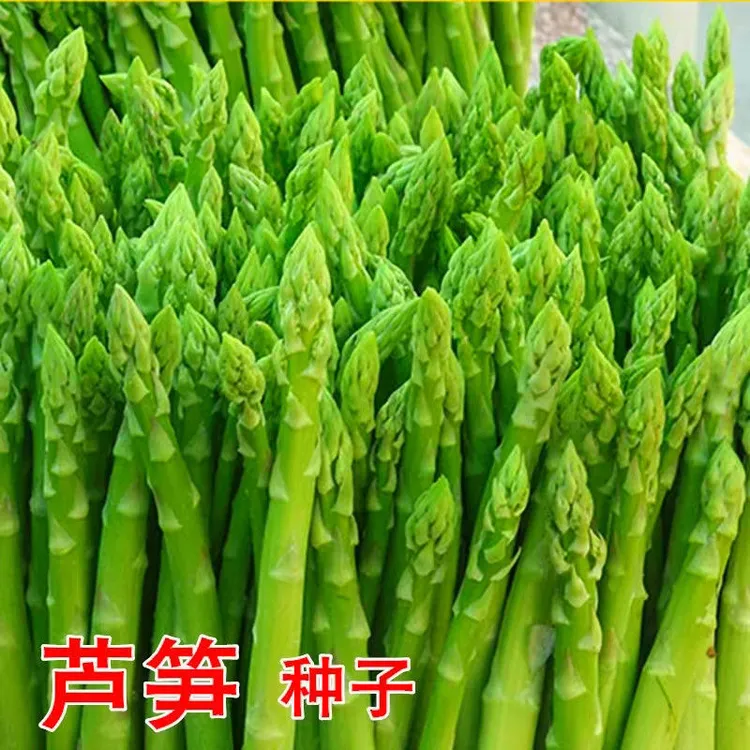 四季多年生蔬菜芦笋种阳台四春季春夏菜种田园庭院耐热耐寒