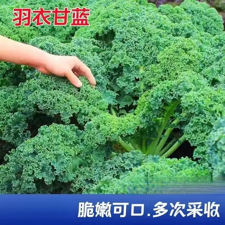 食用羽衣甘蓝种子营养丰富耐寒热四季种羽叶甘蓝蔬菜种子大
